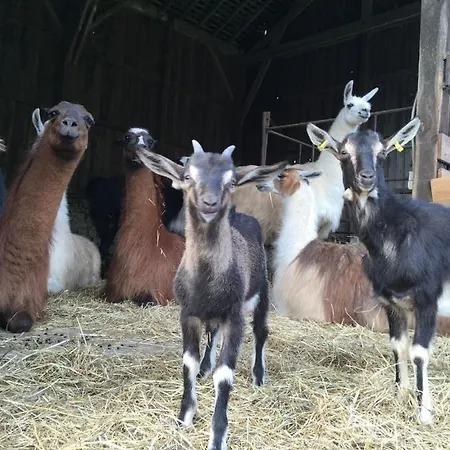 Farm stay The Llama Farm France *