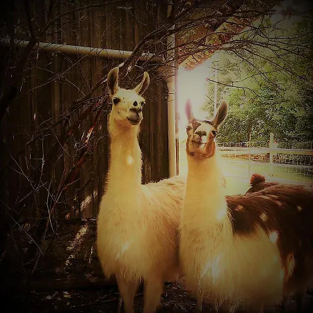 Farm stay The Llama Farm France