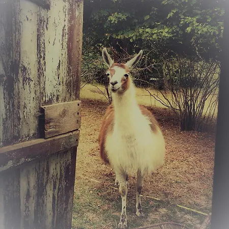 The Llama Farm France Farm stay