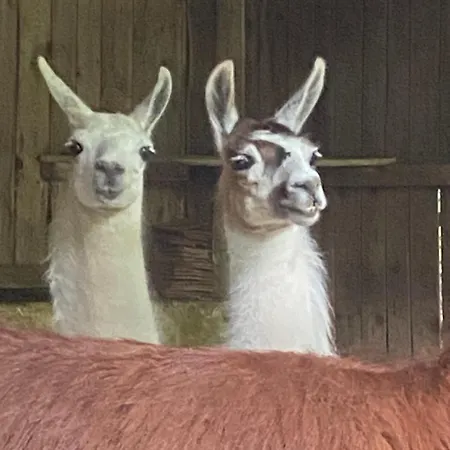 The Llama Farm France Farm stay Saint-Cyr-Les-Champagnes