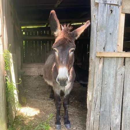 The Llama Farm France