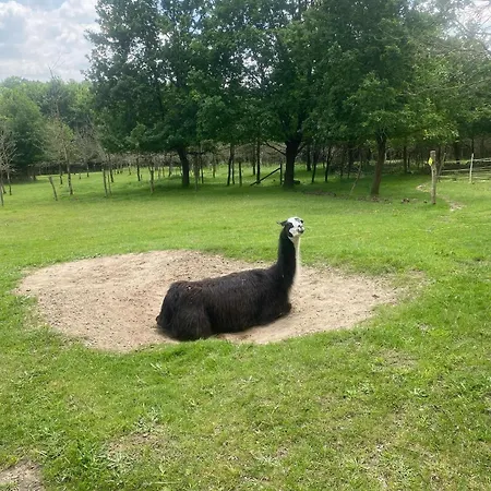 Farm stay The Llama Farm France