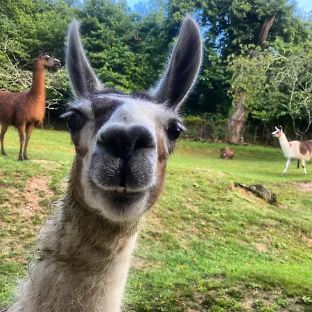 The Llama Farm France Farm stay