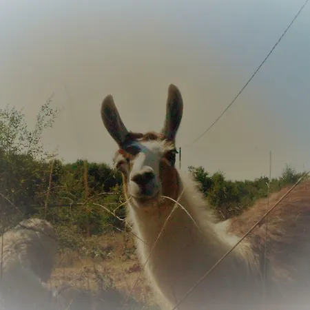 The Llama Farm France