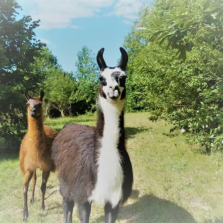 The Llama Farm France Farm stay *