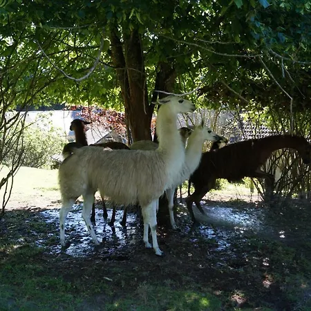 Farm stay The Llama Farm France