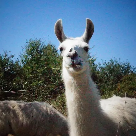 Farm stay The Llama Farm France