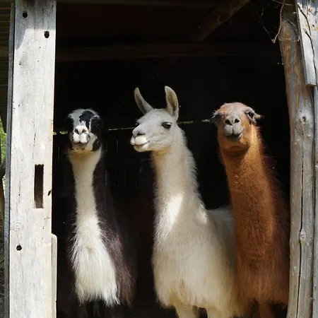 Farm stay The Llama Farm France *