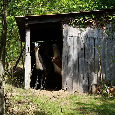 The Llama Farm France Farm stay Saint-Cyr-Les-Champagnes