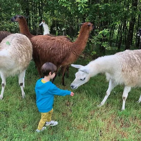 The Llama Farm France Saint-Cyr-Les-Champagnes